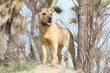 shar pei en hauteur