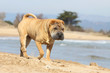 démarche du shar pei fatigué