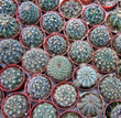 mini cactus