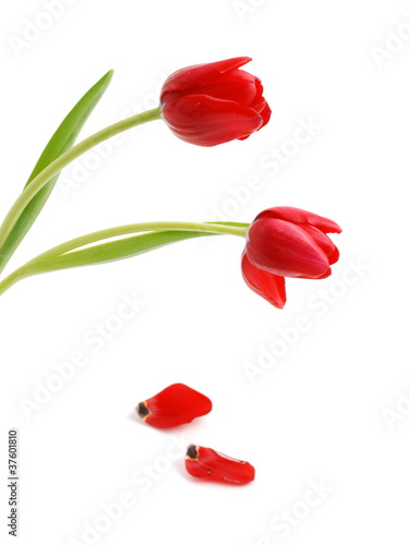 Foto: Rote Tulpen Rote Tulpen