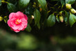 red camellia