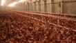 Chicken Farm, Poultry