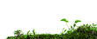 Herbes détourées