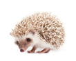 Hedgehog isolate on white background