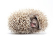 Hedgehog isolate on white background