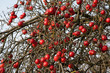 Apfelbaum im Winter