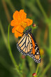 A Monarch Butterfly On An Orange Flower