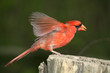 A Bird Taking Flight, The Northern Cardinal Male