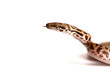 Schlange Snake liasis childreni