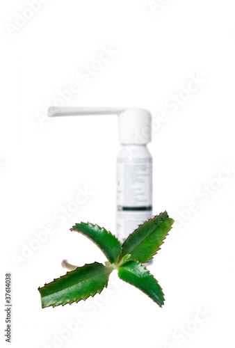 Photo: medicinal plant medicinal plant