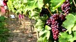 Autumn grape harvest