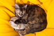 dois gatinhos a dormir