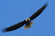 Bald Eagle In Flight Bald Eagle In Flight