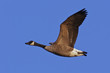 Canada Goose in Flight Canada Goose in Flight