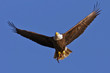 Bald Eagle with Fish Bald Eagle with Fish