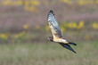 Northern Harrier Northern Harrier
