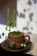 plants in a teacup