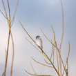 sparrow on a branch
