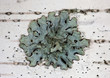 Green lichen on a birch