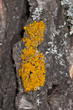 Yellow lichen