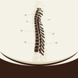 backbone