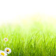 Photo: printemps, pâquerettes et coccinelle pelouse verte printemps, pâquerettes et coccinelle pelouse verte