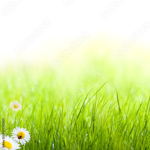 Photo: printemps, pâquerettes et coccinelle pelouse verte printemps, pâquerettes et coccinelle pelouse verte