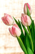 Beautiful pink tulips, closeup shot