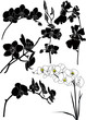 Orchids flowers it is isolated