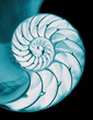 Nautilus shell interior on black, isolated with clipping path