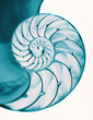 Nautilus shell interior on white, isolated with clipping path