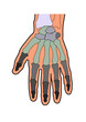 anatomie handknochen