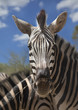 Head of a zebra close up