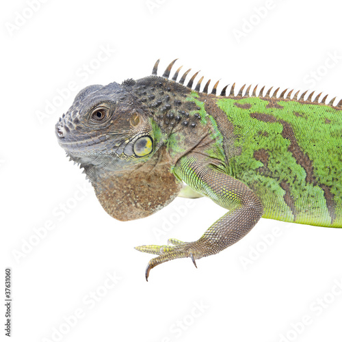 Photo: Iguana portrait isolated on white background Iguana portrait isolated on white background