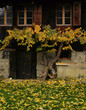 automne