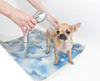 Chihuahua puppy taking shower in bathroom