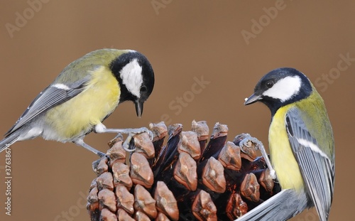 Photo: Carboneros comunes buscando comida. Carboneros comunes buscando comida.