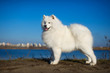 Beautiful samoyed dog