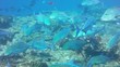 Coral reef in mexico
