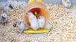 Video: Hamster im Laufrad Hamster im Laufrad