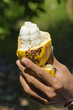 Foto: Cacao bean Cacao bean