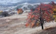 Colored trees....