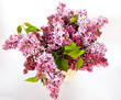 lilac