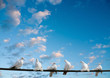 White doves White doves