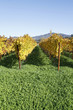 Colorful Vineyard