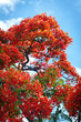 Fleurs de flamboyant