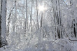 Winter Forest