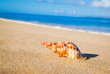 Sea Shell on Exotic Beach