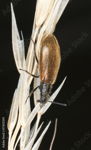 Photo: Lagria hirta on stem, macro photo Lagria hirta on stem, macro photo