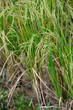 Paddy Field Paddy Field